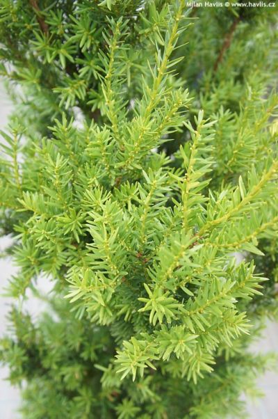 Taxus x media 'Hillii' - yew