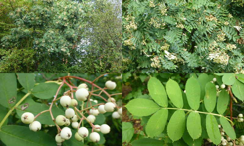 Sorbus hupehensis - Hupeh Rowan Sorbus hupehensis - Hupeh Rowan