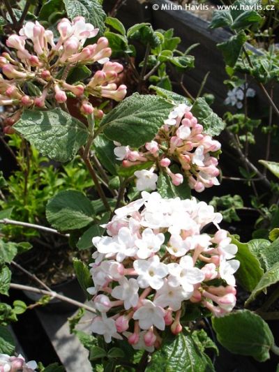 Viburnum carlesii - Korean spice viburnum