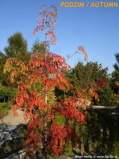 Sorbus cashmiriana 'Chinese lace' - Kashmir rowan Sorbus cashmiriana 'Chinese lace' - Kashmir rowan