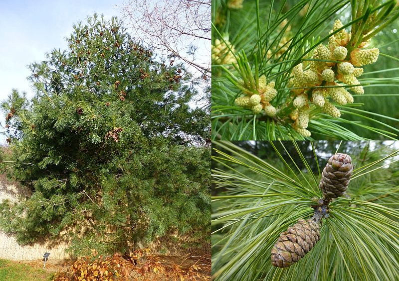 Pinus armandii - Armands Kiefer Pinus armandii - Armands Kiefer