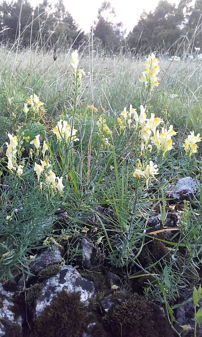 Linaria vulgaris - pyštek obyčajný (MONIKAOFF)