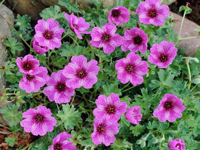 Geranium cinereum 'Lawrence Flatman' - kakost sivý Geranium cinereum 'Lawrence Flatman' - kakost sivý