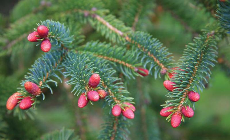 Picea orientalis - smrk východní: samčí šištice (KNIŽNÍKLUB) Picea orientalis - smrk východní: samčí šištice (KNIŽNÍKLUB)