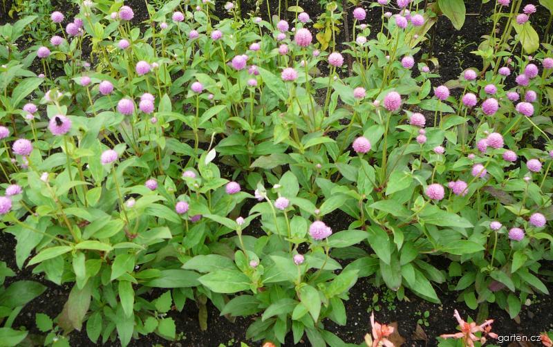 Gomphrena globosa L. (pestrovka kulovitá, laskavcovka) Gomphrena globosa L. (pestrovka kulovitá, laskavcovka)