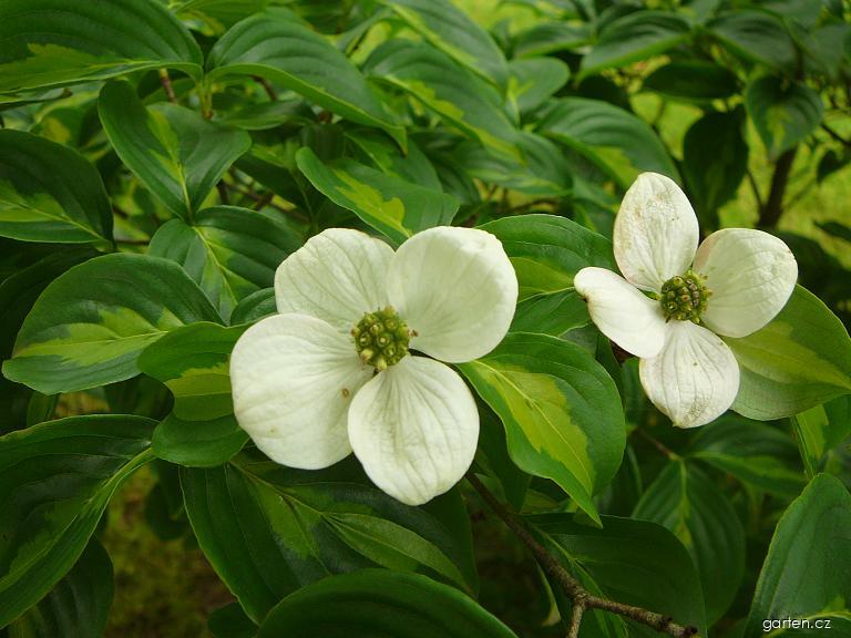 Cornus kousa (BUERG.) HANCE (svída japonská) Cornus kousa (BUERG.) HANCE (svída japonská)