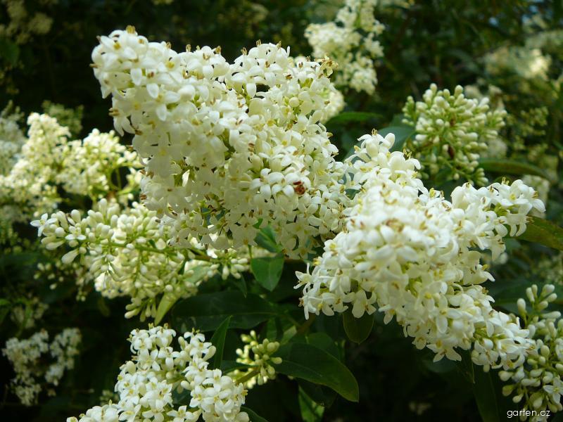 Ligustrum vulgare L. (ptačí zob obecný) Ligustrum vulgare L. (ptačí zob obecný)