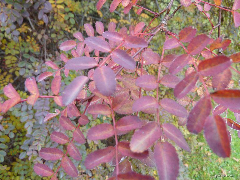 Rosa hugonis (růže Hugova) Rosa hugonis (růže Hugova)