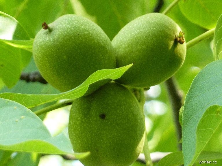 Juglans regia L. (ořešák královský) Juglans regia L. (ořešák královský)