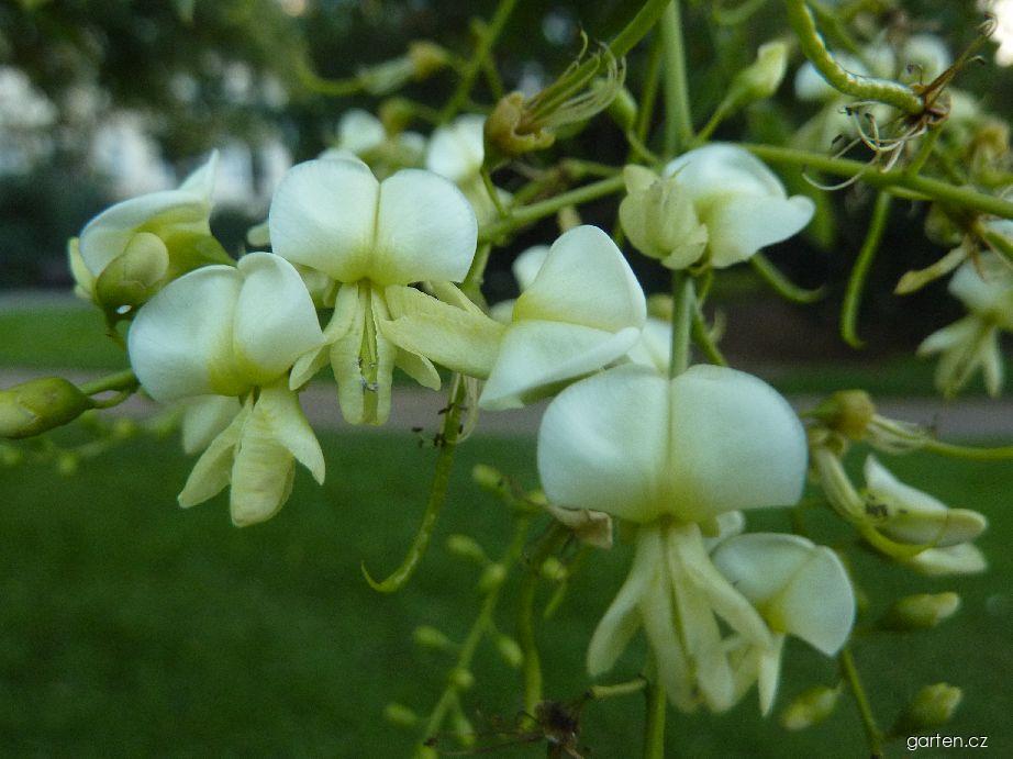 Sophora japonica L. (jerlín japonský) Sophora japonica L. (jerlín japonský)