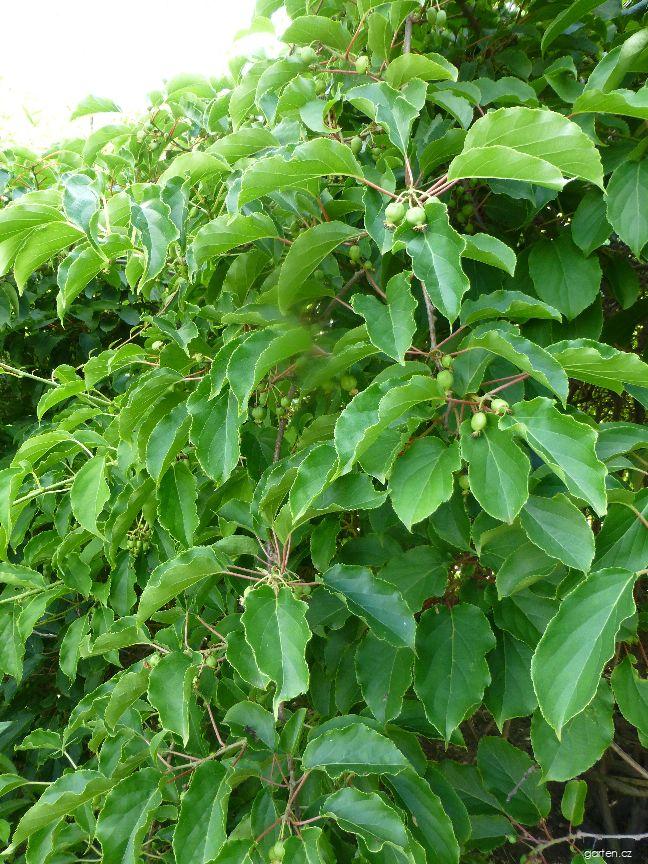 Actinidia arguta (SIEB. ET ZUCC.) MIQ. (aktinidie význačná) Actinidia arguta (SIEB. ET ZUCC.) MIQ. (aktinidie význačná)
