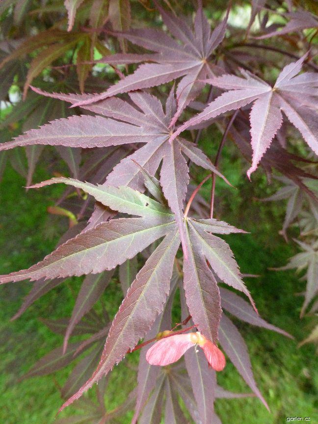 Acer palmatum Oshu shidare (javor dlanitolistý) Acer palmatum Oshu shidare (javor dlanitolistý)