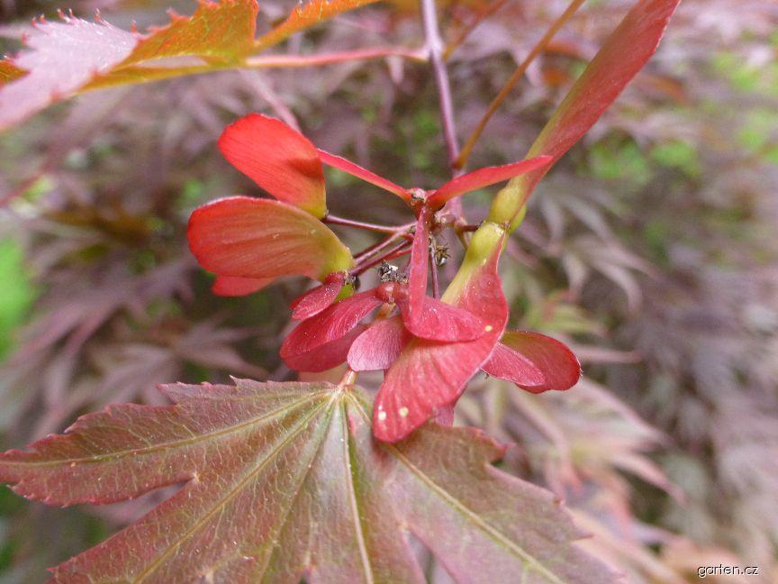 Acer palmatum Oshu shidare (javor dlanitolistý) Acer palmatum Oshu shidare (javor dlanitolistý)