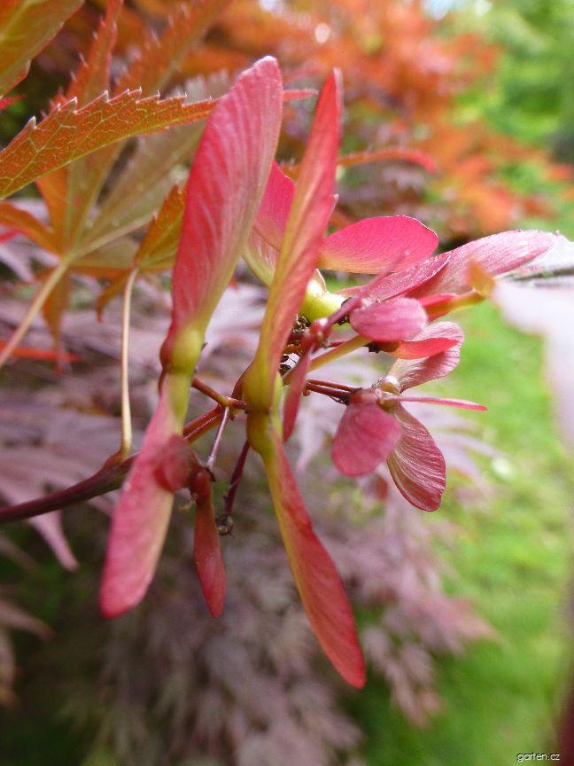 Acer palmatum Oshu shidare (javor dlanitolistý) Acer palmatum Oshu shidare (javor dlanitolistý)