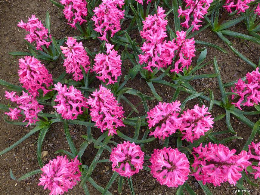 Hyacinthus orientalis Jan Bos (hyacint východní) Hyacinthus orientalis Jan Bos (hyacint východní)