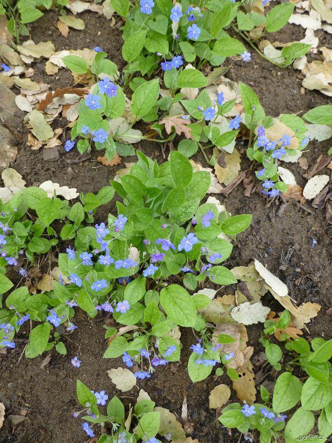 Omphalodes verna MOENCH (pupkovec jarní) Omphalodes verna MOENCH (pupkovec jarní)