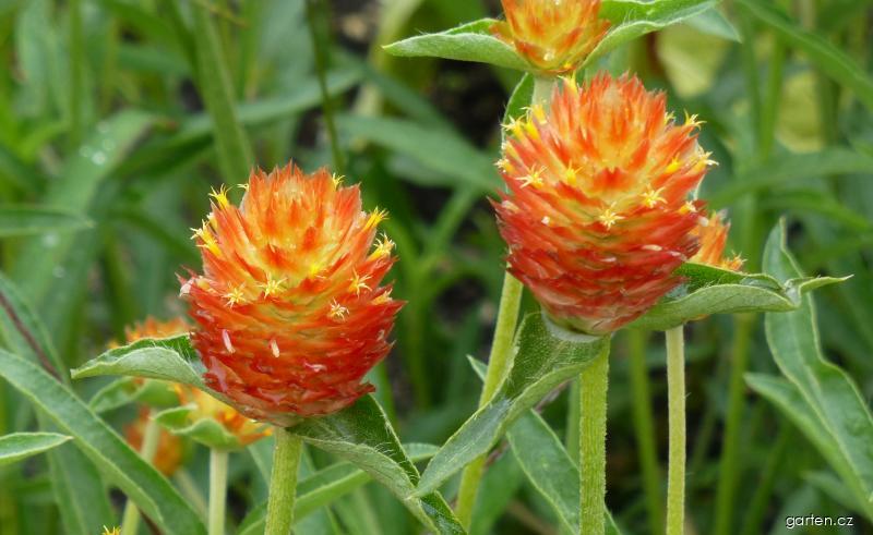Gomphrena globosa L. (pestrovka kulovitá, laskavcovka) Gomphrena globosa L. (pestrovka kulovitá, laskavcovka)