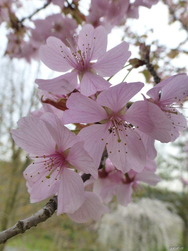 Prunus sargentii Rancho (višeň sargentova) Prunus sargentii Rancho (višeň sargentova)