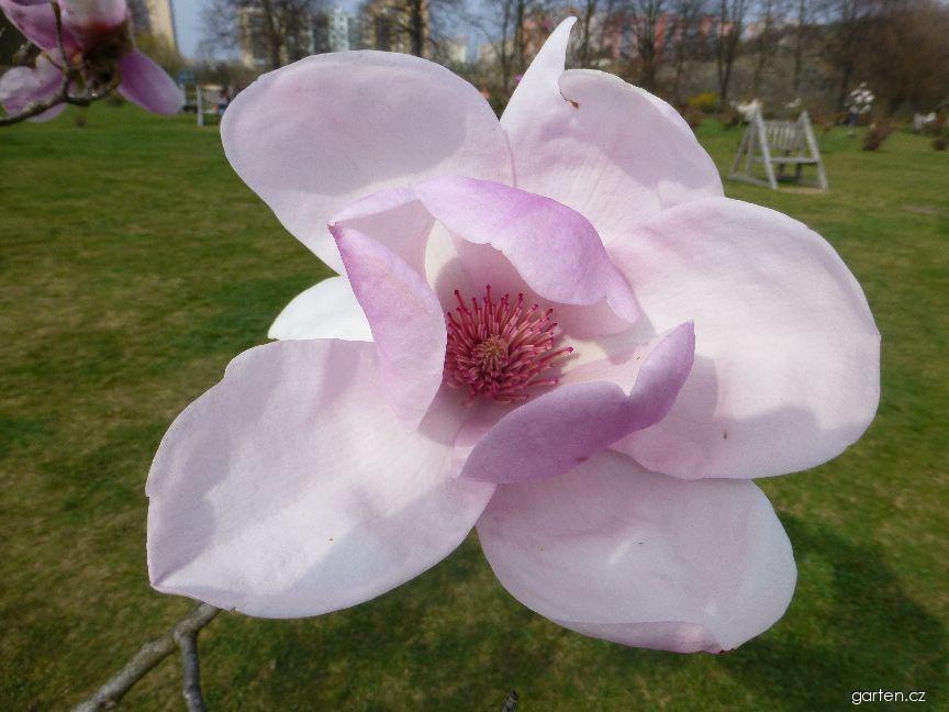 Magnolia x soulangeana Coates (šácholan Soulangeův) Magnolia x soulangeana Coates (šácholan Soulangeův)