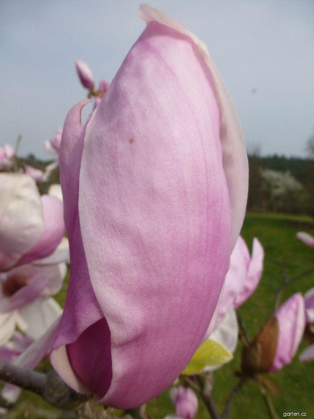 Magnolia x soulangeana Coates (šácholan Soulangeův) Magnolia x soulangeana Coates (šácholan Soulangeův)