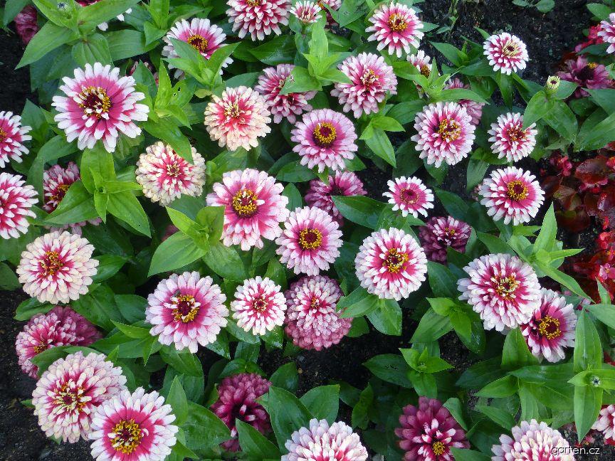 Zinnia elegans Swizzle Cherry and Ivory (ostálka sličná) Zinnia elegans Swizzle Cherry and Ivory (ostálka sličná)