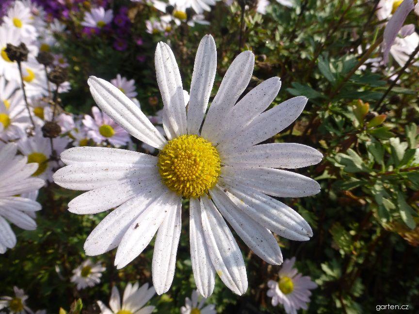 Chrysanthemum x morifolium Herbstrose (listopadka zahradní) Chrysanthemum x morifolium Herbstrose (listopadka zahradní)