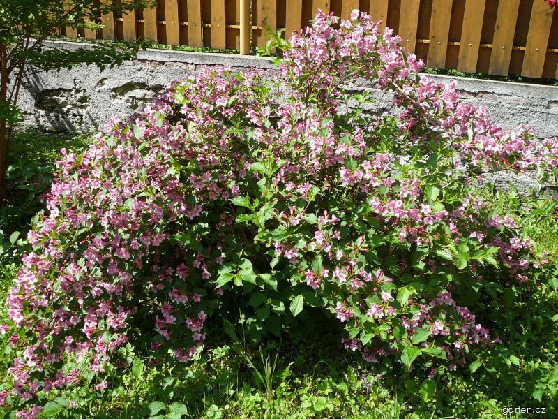 Weigela florida (Bunge) A. DC. (weigelie růžová) Weigela florida (Bunge) A. DC. (weigelie růžová)