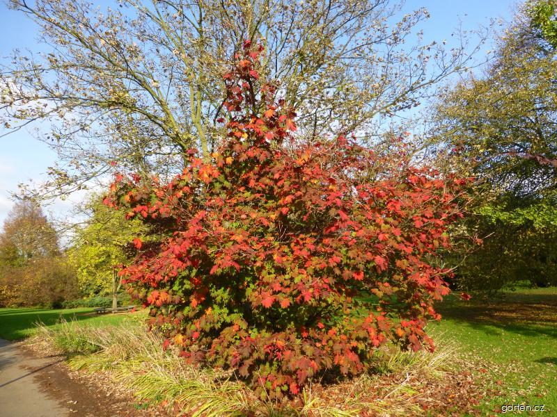 Acer japonicum Vitifolium (javor japonský) Acer japonicum Vitifolium (javor japonský)
