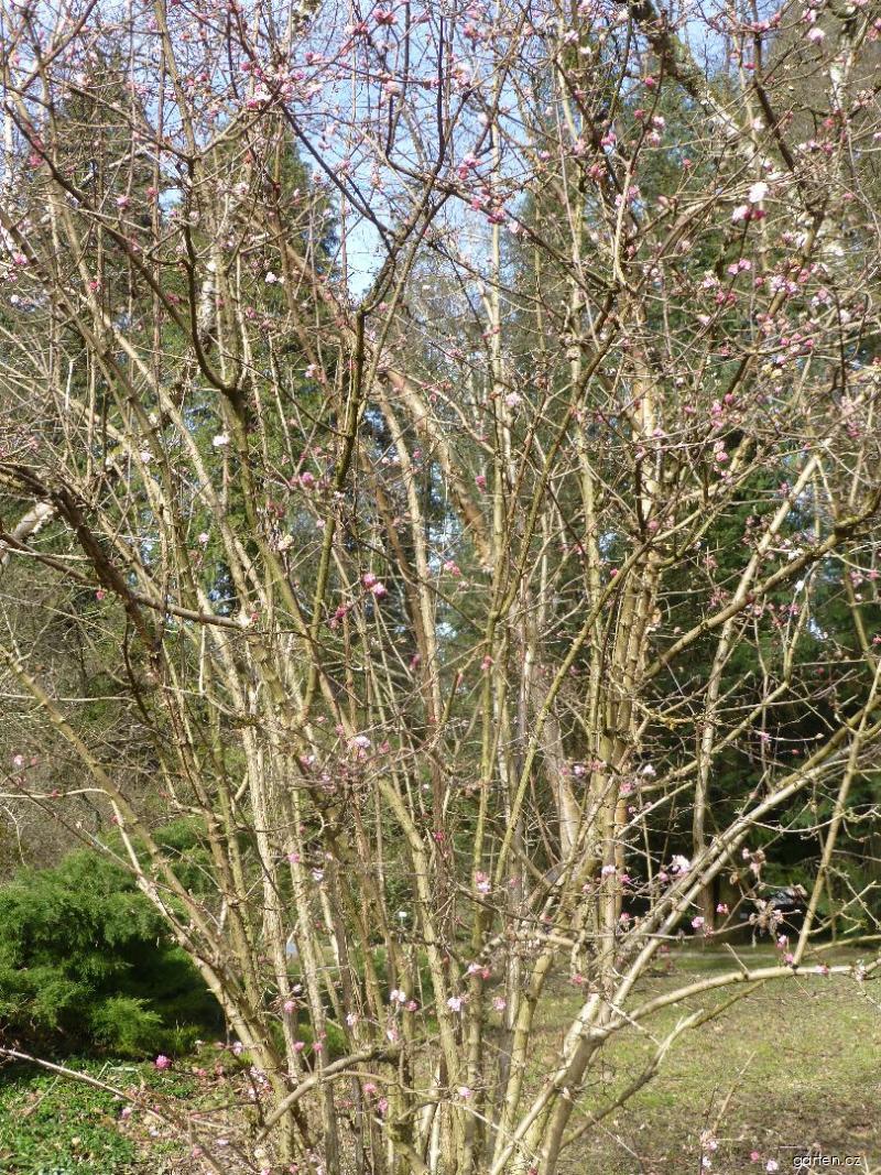 Forum / Obrázek Kalina bodnantská (Viburnum x bodnantense) Garten.cz