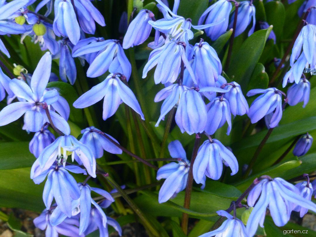 Scilla siberica Spring Beauty (ladoňka sibiřská) Scilla siberica Spring Beauty (ladoňka sibiřská)