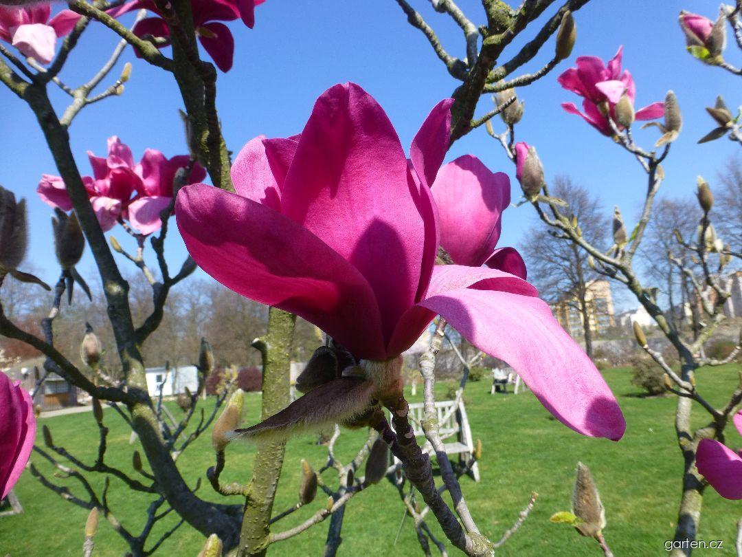 Magnolia Vulcan (šácholan) Magnolia Vulcan (šácholan)
