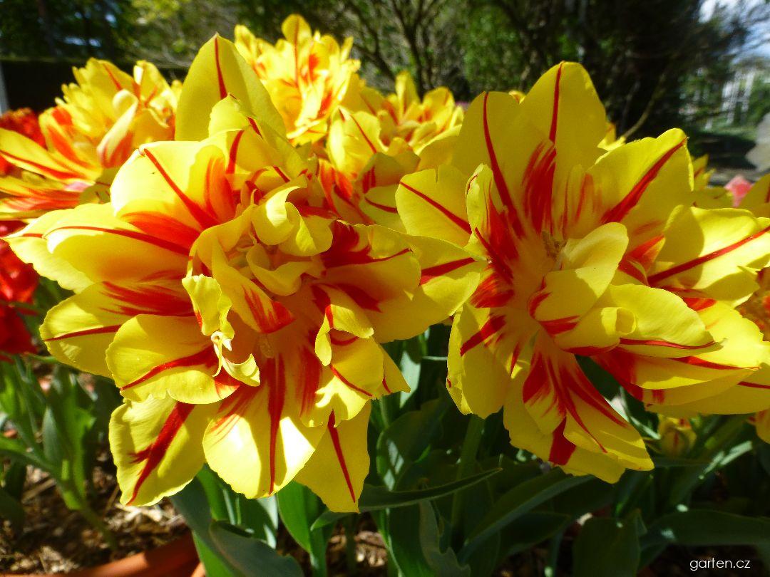 Tulipa Monsella (tulipán) Tulipa Monsella (tulipán)