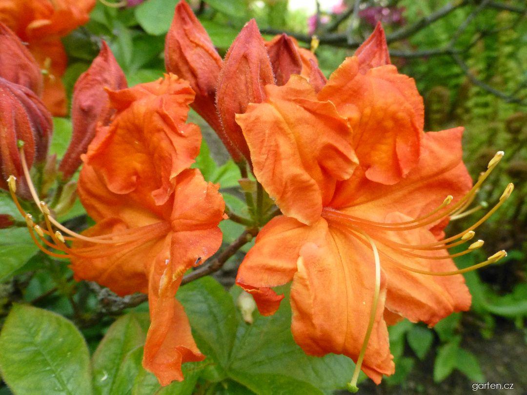 Rhododendron Gibraltar (pěnišník) Rhododendron Gibraltar (pěnišník)