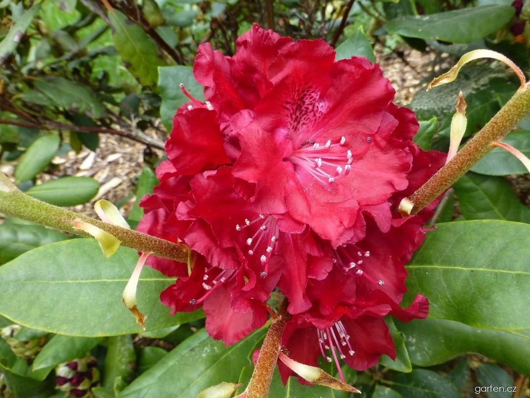 Rhododendron Tarantella (pěnišník) Rhododendron Tarantella (pěnišník)