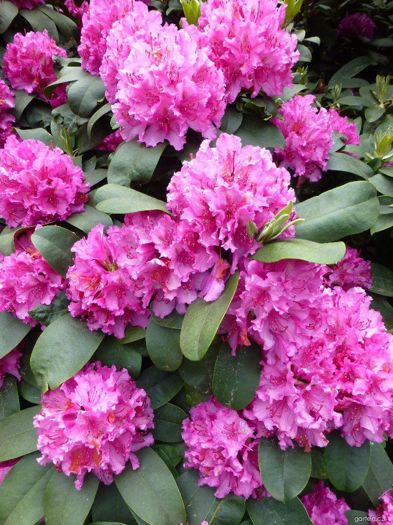 Rhododendron Dr. H. C. Alexander Steffen (pěnišník) Rhododendron Dr. H. C. Alexander Steffen (pěnišník)