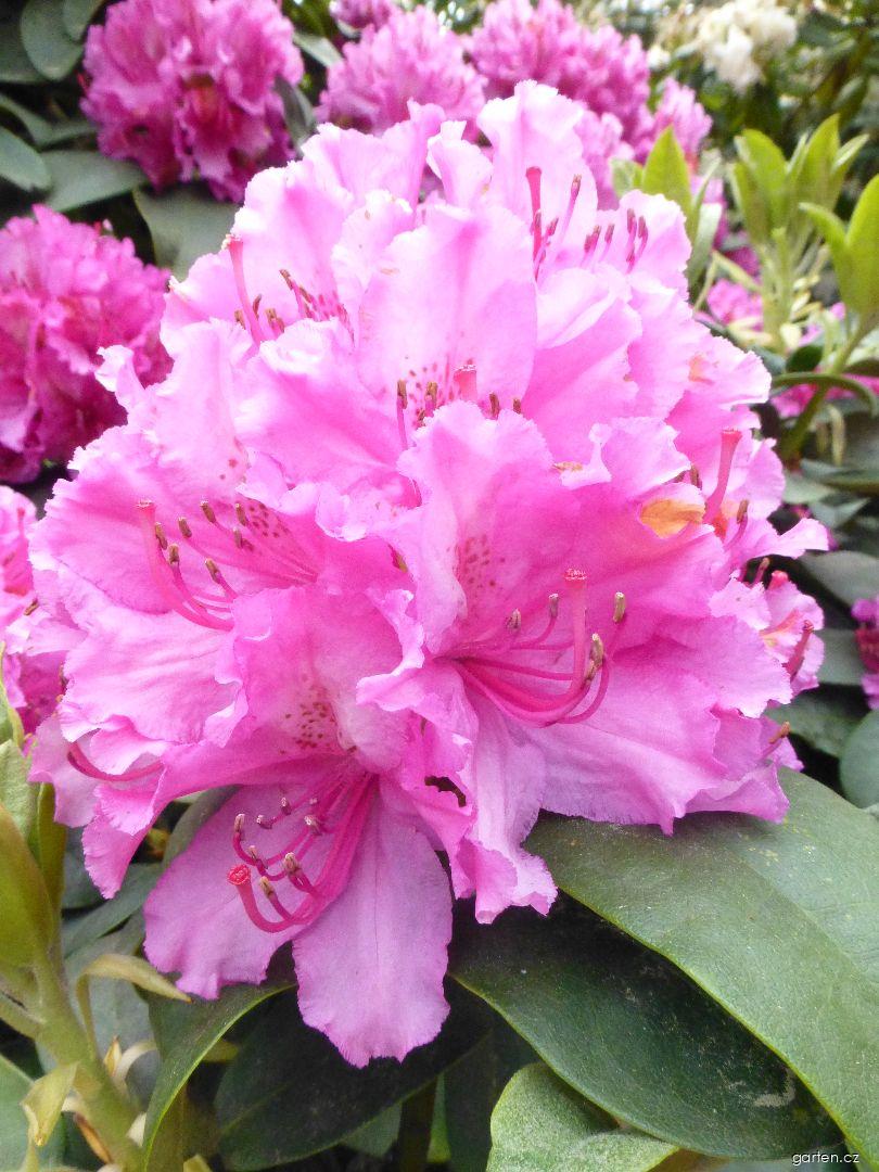 Rhododendron Dr. H. C. Alexander Steffen (pěnišník) Rhododendron Dr. H. C. Alexander Steffen (pěnišník)