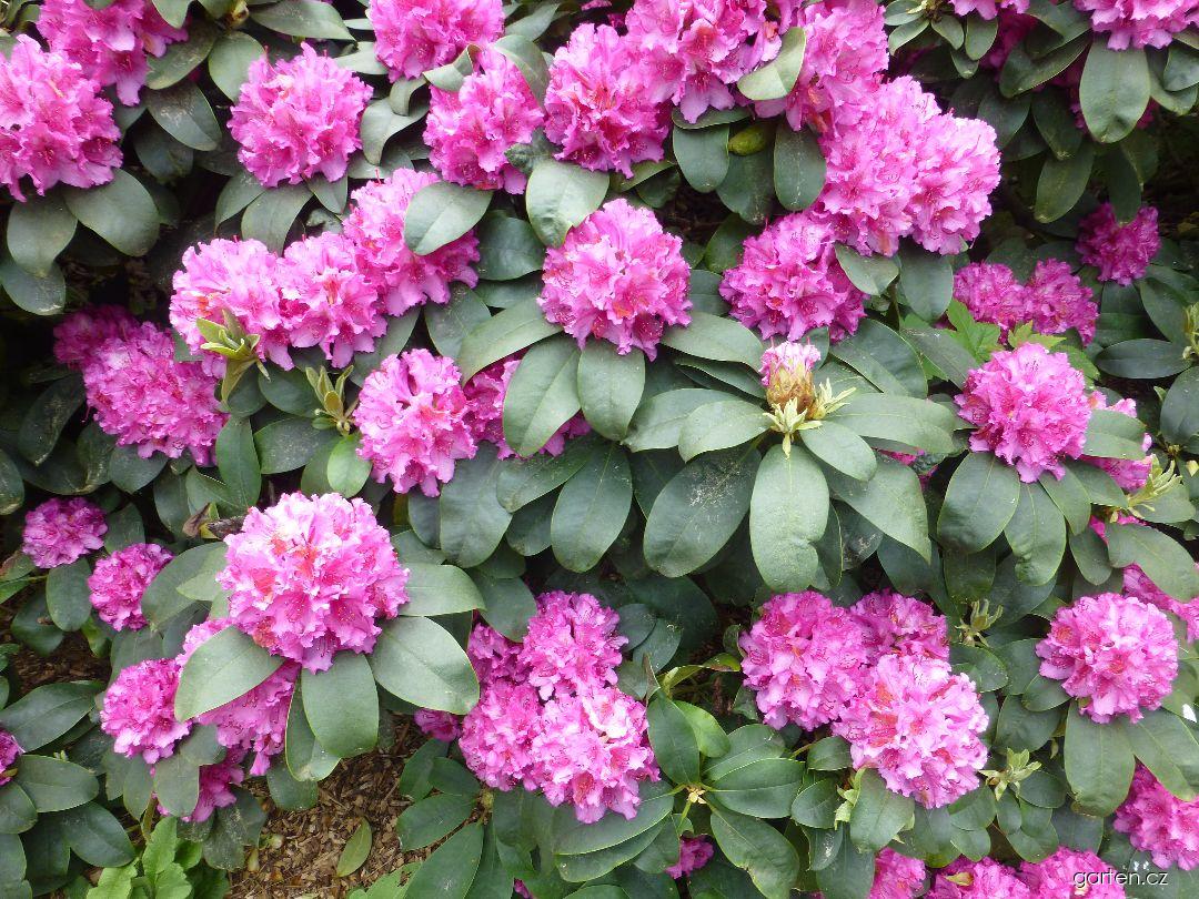 Rhododendron Dr. H. C. Alexander Steffen (pěnišník) Rhododendron Dr. H. C. Alexander Steffen (pěnišník)