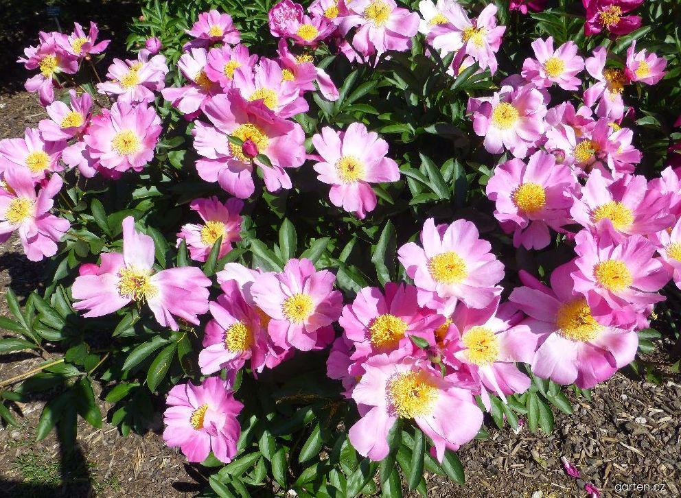Paeonia lactiflora Thoma (pivoňka čínská) Paeonia lactiflora Thoma (pivoňka čínská)