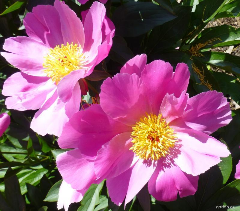 Paeonia lactiflora Thoma (pivoňka čínská) Paeonia lactiflora Thoma (pivoňka čínská)