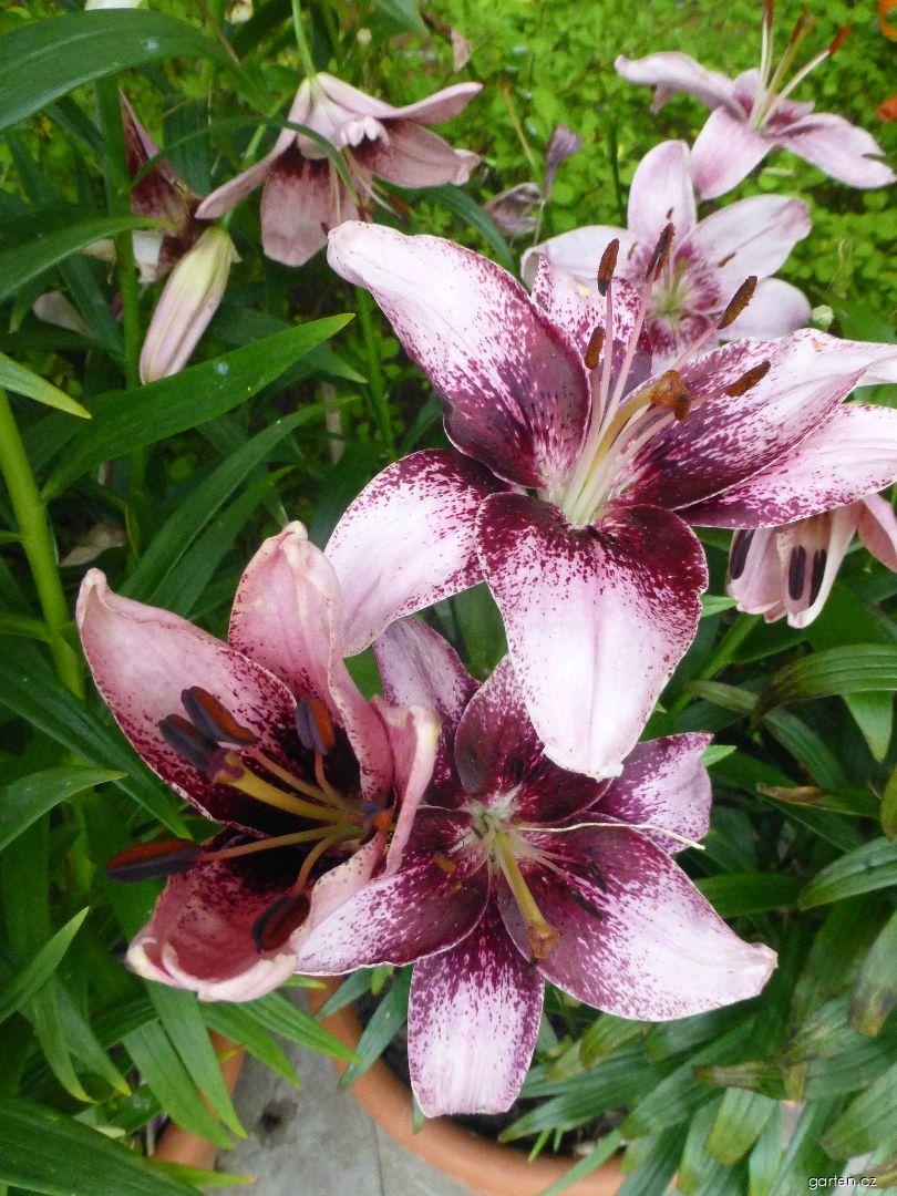 Lilium x hybridum Thesire (lilie) Lilium x hybridum Thesire (lilie)