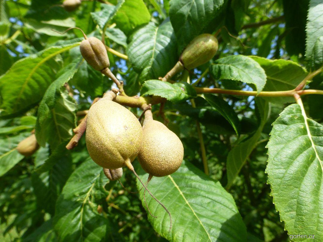 Aesculus pavia Humilis (jírovec pávie, pávie červená) Aesculus pavia Humilis (jírovec pávie, pávie červená)