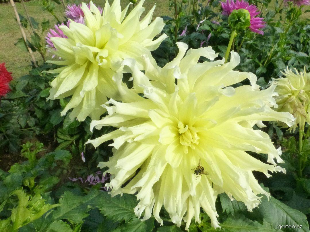 Dahlia Emil Dokoupil (jiřina) Dahlia Emil Dokoupil (jiřina)