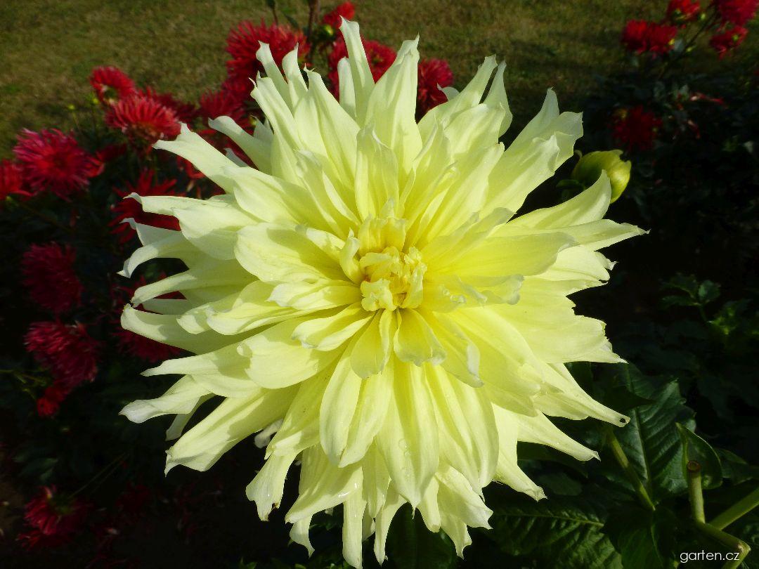 Dahlia Emil Dokoupil (jiřina) Dahlia Emil Dokoupil (jiřina)