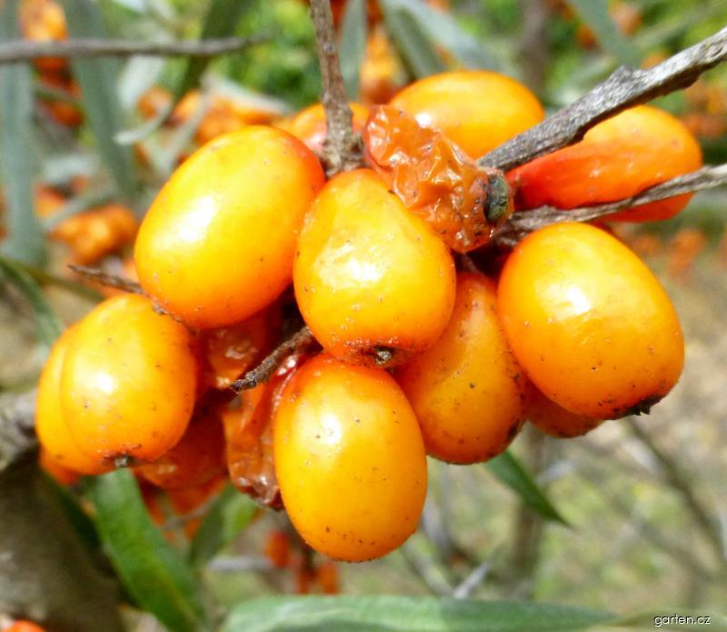 Hippophae rhamnoides Krasavice (rakytník řešetlákový) Hippophae rhamnoides Krasavice (rakytník řešetlákový)