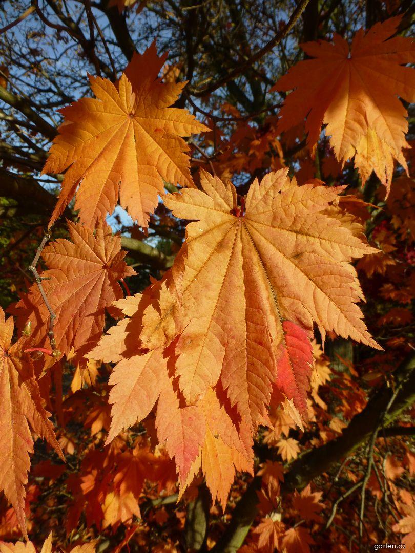 Acer japonicum Vitifolium (javor japonský) Acer japonicum Vitifolium (javor japonský)