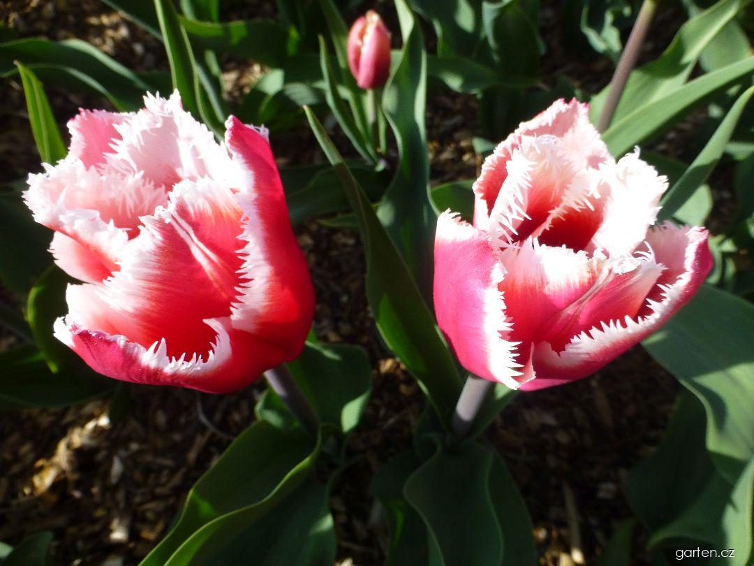Tulipa Canasta (tulipán) Tulipa Canasta (tulipán)