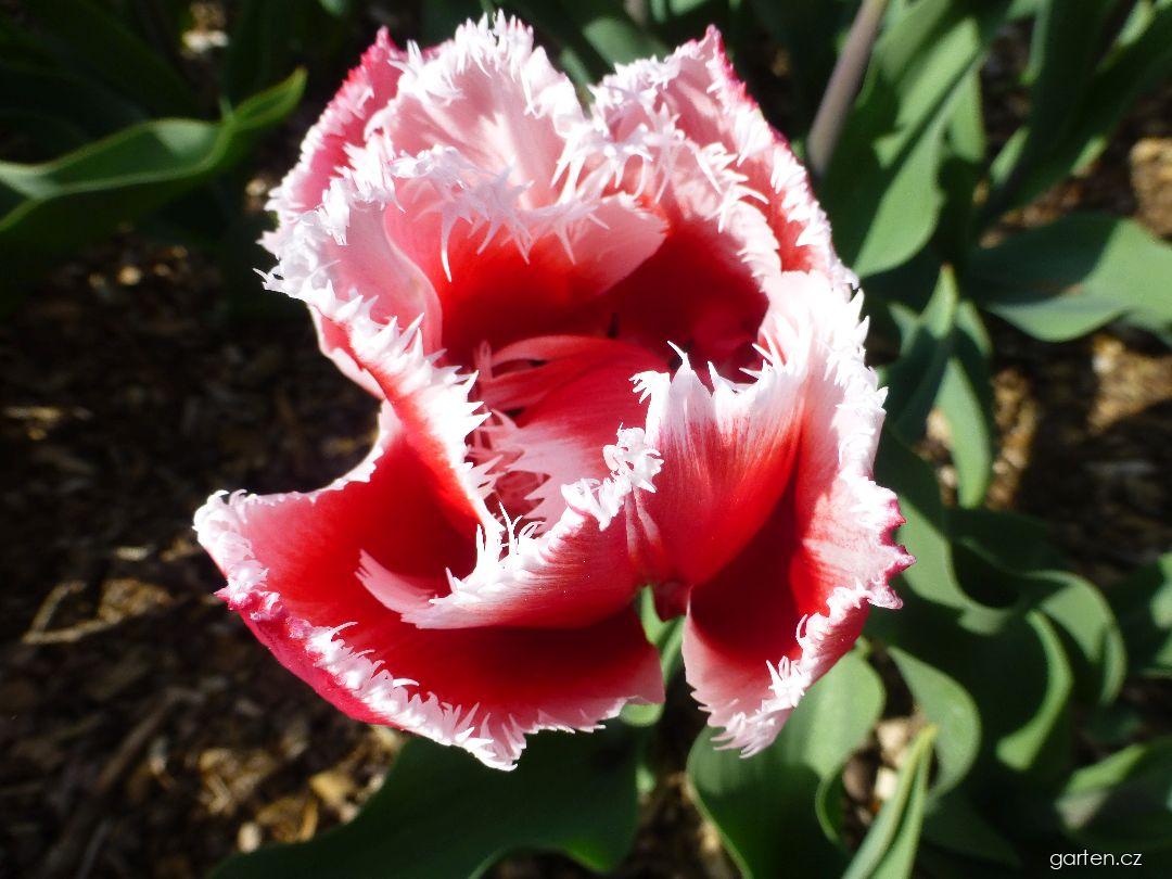 Tulipa Canasta (tulipán) Tulipa Canasta (tulipán)