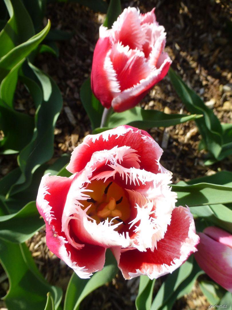 Tulipa Canasta (tulipán) Tulipa Canasta (tulipán)
