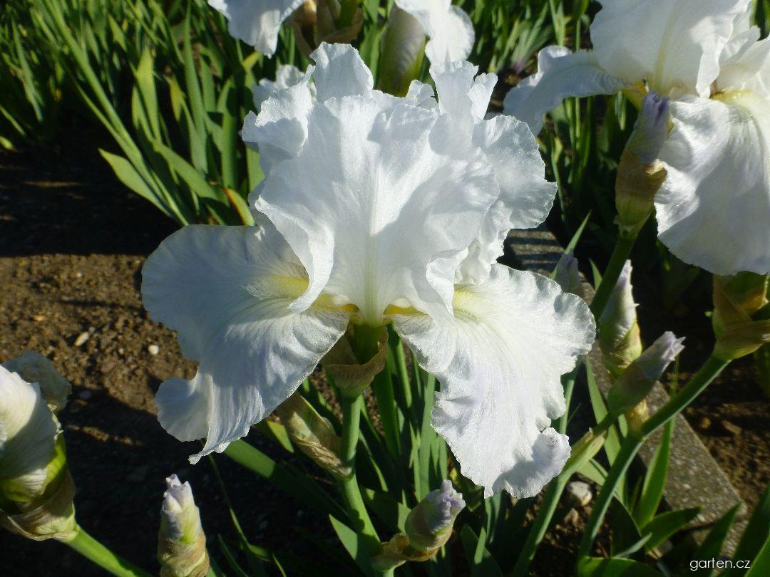 Iris barbata Immortality (kosatec zahradní) Iris barbata Immortality (kosatec zahradní)