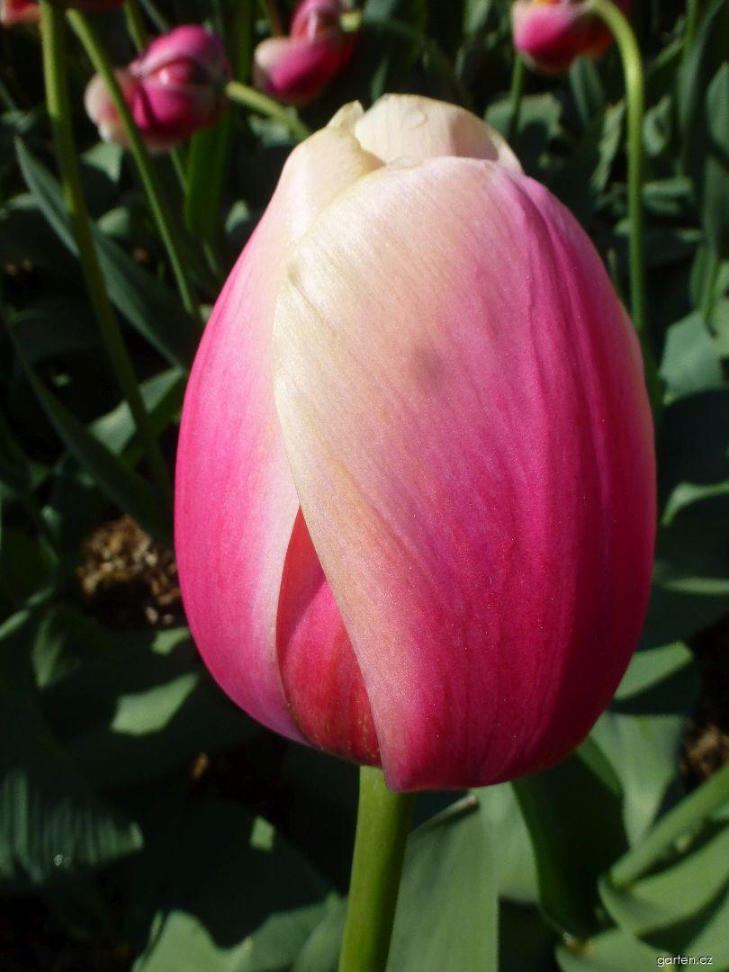 Tulipa Marit (tulipán) Tulipa Marit (tulipán)